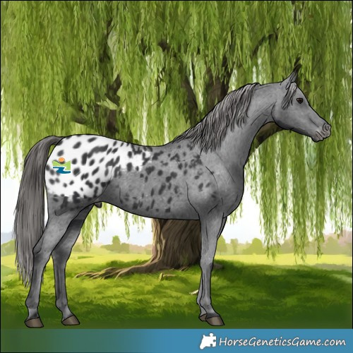 Horse Color:Black Appaloosa Rabicano 