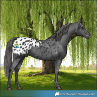 Horse Color:Black Appaloosa Rabicano