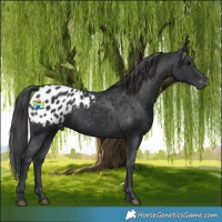 Horse Color:Black Appaloosa Rabicano 