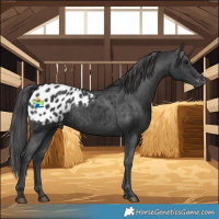 Horse Color:Black Blanket Rabicano 