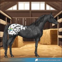 Horse Color:Black Blanket Rabicano