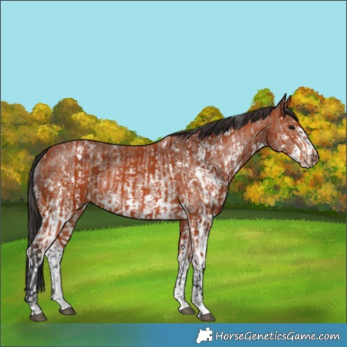 Horse Color:Bay Sabino Rabicano  and Bay Sabino Rabicano 