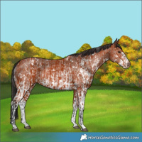 Horse Color:Bay Sabino Rabicano  and Bay Sabino Rabicano 