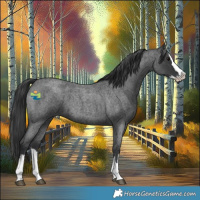 Horse Color:Blue Roan Splash