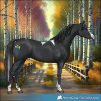 Horse Color:Black Splash Tobiano 