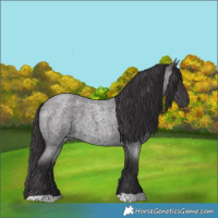 Horse Color:Smoky Blue Roan