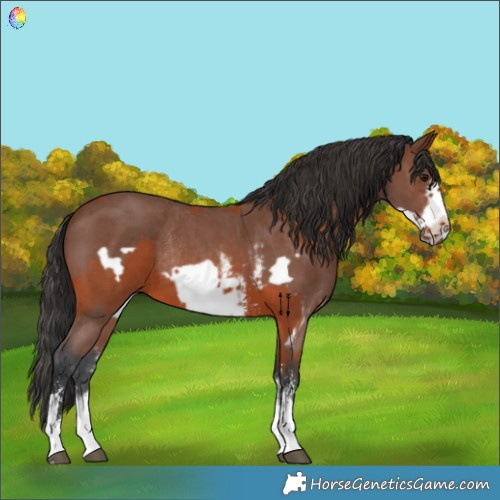 Horse Color:Brown Sabino Rabicano and Brown Sabino Frame Rabicano