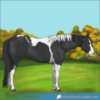Horse Color:Black Splash Tobiano