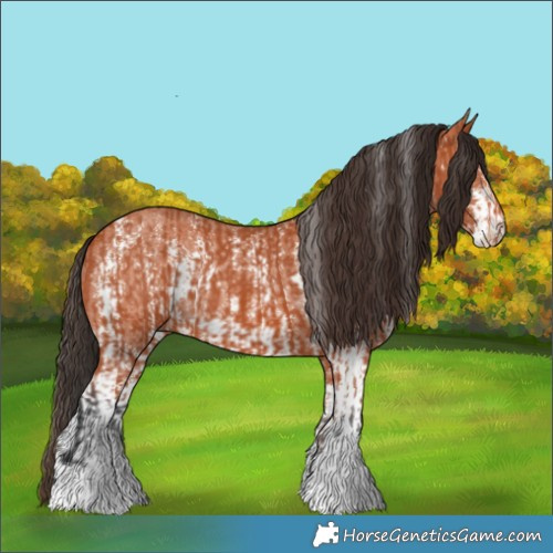 Horse Color:Bay Sabino Rabicano  and Bay Sabino Rabicano 