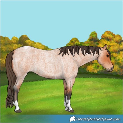 Horse Color:Bay Roan Tobiano