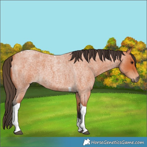 Horse Color:Bay Roan Tobiano