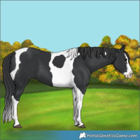 Horse Color:Black Splash Tobiano 