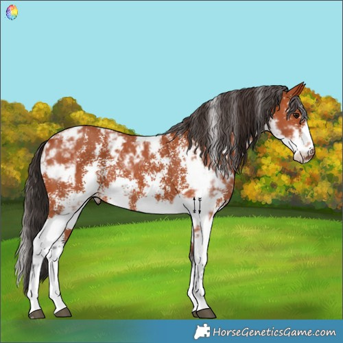 Horse Color:Bay Sabino Rabicano and Bay Sabino Frame Rabicano