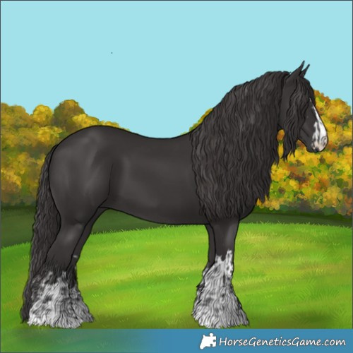 Horse Color:Smoky Black and Smoky Black