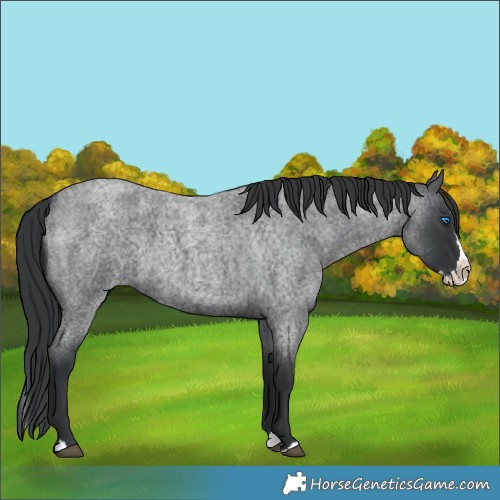 Horse Color:Blue Roan Splash