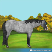 Horse Color:Blue Roan Splash 