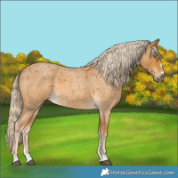 Horse Color:Palomino Roan 