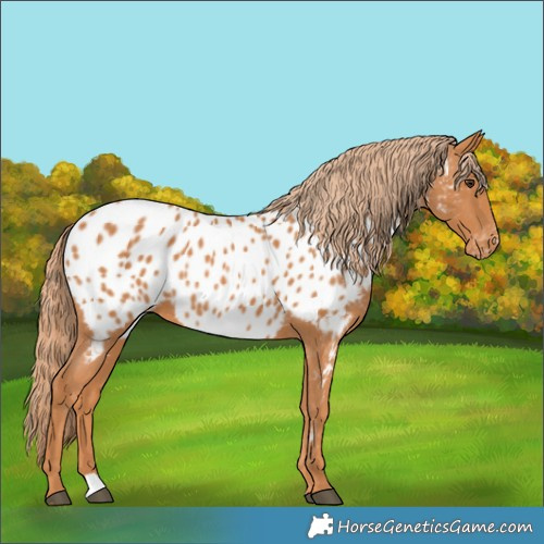 Horse Color:Chestnut Appaloosa