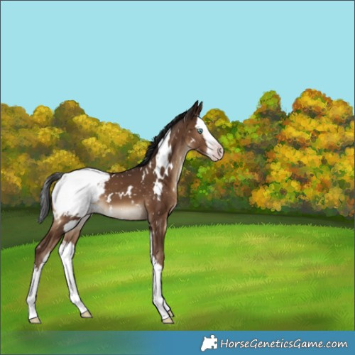 Horse Color:Gray White Spotted Classic Champagne Splash Appaloosa