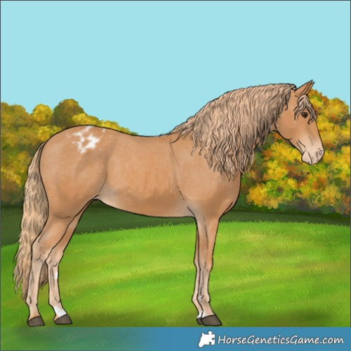 Horse Color:Chestnut Appaloosa