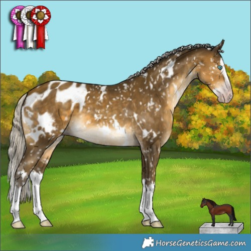 Horse Color:Gray White Spotted Silver Sable Cream Champagne Splash Appaloosa 