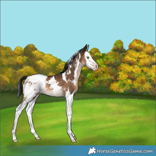 Horse Color:Gray White Spotted Sable Champagne Splash Appaloosa 