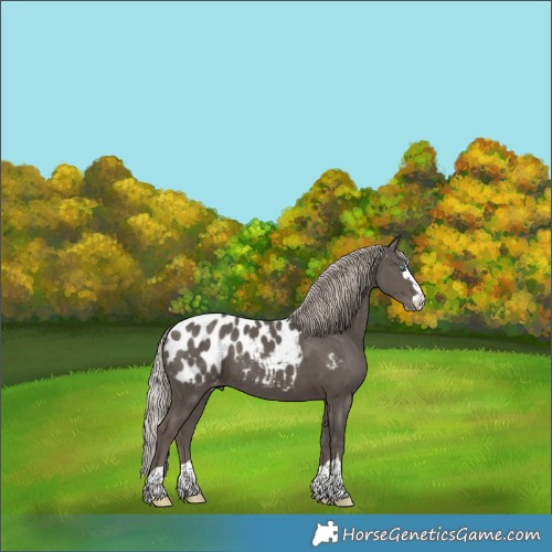 Horse Color:Silver Black Splash Appaloosa 