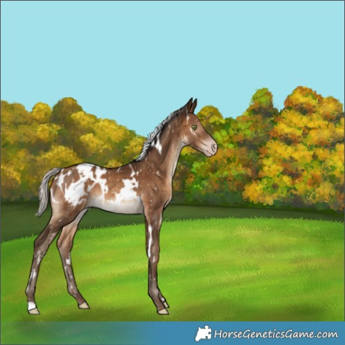 Horse Color:Gray White Spotted Silver Sable Champagne Appaloosa