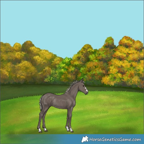 Horse Color:Silver Black Rabicano 