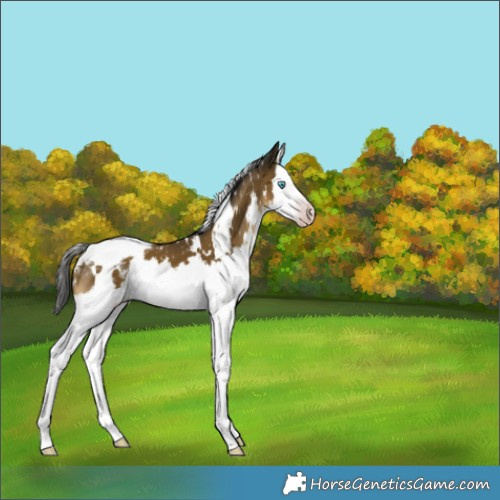 Horse Color:Gray White Spotted Classic Cream Champagne Splash Appaloosa 