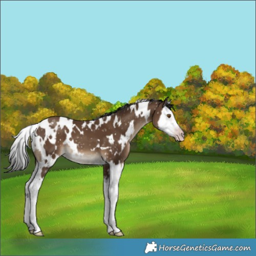 Horse Color:Gray White Spotted Classic Champagne Splash Appaloosa