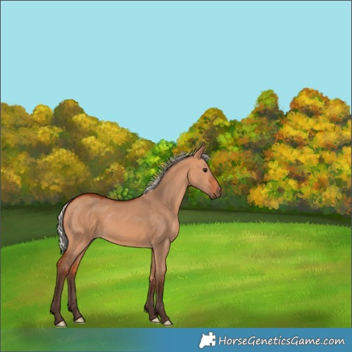 Horse Color:Silver Bay Dun Rabicano 