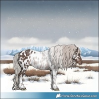Horse Color:Silver Black Tobiano Appaloosa 