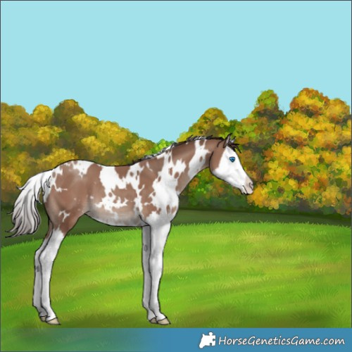 Horse Color:White Spotted Classic Champagne Splash