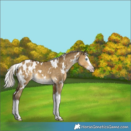Horse Color:Gray White Spotted Silver Classic Cream Champagne Dun Splash Appaloosa Brindle