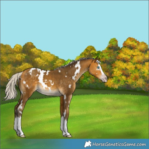 Horse Color:Gray White Spotted Silver Amber Cream Champagne Splash