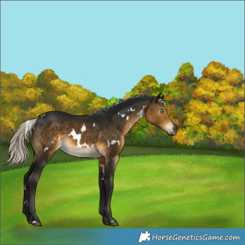 Horse Color:Gray White Spotted Silver Buckskin