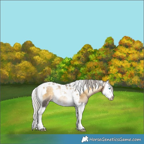 Horse Color:Gray Silver Buckskin Pearl Onyx Merle Splash Tobiano Rabicano 