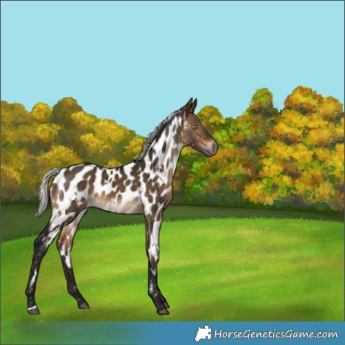 Horse Color:Gray White Spotted Silver Brown Dun Appaloosa Brindle