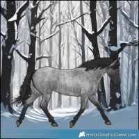 Horse Color:Blue Roan