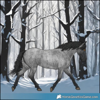 Horse Color:Blue Roan 