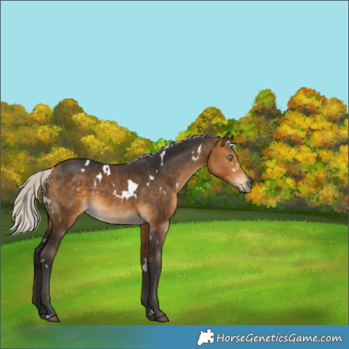 Horse Color:White Spotted Silver Buckskin