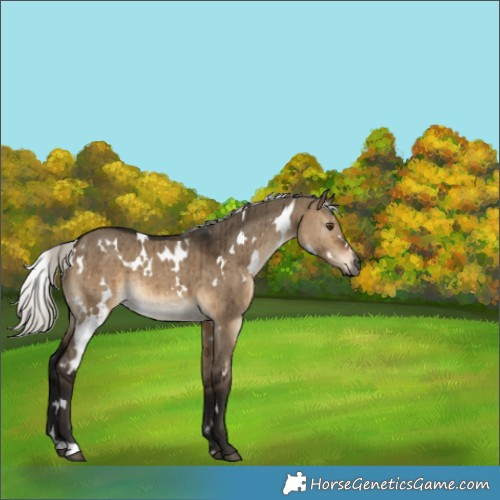 Horse Color:Gray White Spotted Silver Brown Dun Brindle