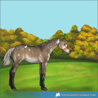 Horse Color:Gray White Spotted Silver Brown Dun Brindle