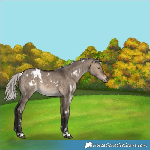 Horse Color:White Spotted Silver Brown Dun Brindle