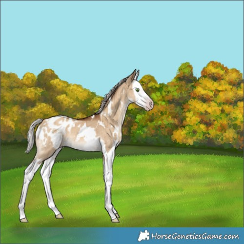 Horse Color:Gray White Spotted Silver Classic Champagne Dun Splash Appaloosa Brindle