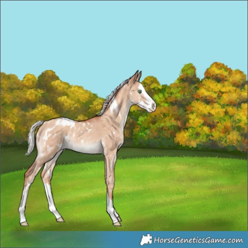 Horse Color:White Spotted Silver Classic Champagne Dun Splash Appaloosa Brindle