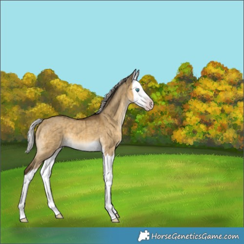 Horse Color:Gray Silver Sable Cream Champagne Dun Splash Brindle