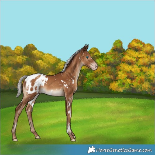 Horse Color:Gray White Spotted Silver Classic Champagne Appaloosa
