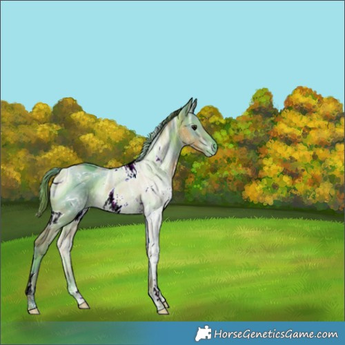 Horse Color:ERROR: UNKNOWN ANOMALY